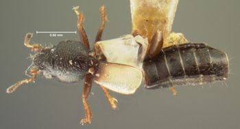 Media type: image;   Entomology 6550 Aspect: habitus dorsal view